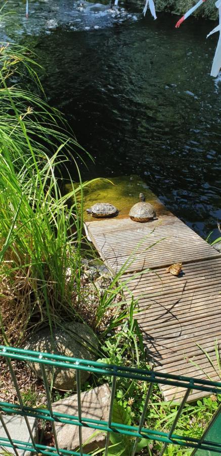 Ferienbungalow Haus Am Teich ボルテンハーゲン エクステリア 写真